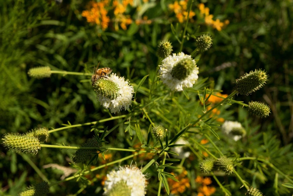 1000 White Prairie Clover Seeds - Dalea Candida Flower Seeds for Garden - Image 9