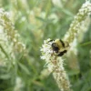 1000 White Prairie Clover Seeds - Dalea Candida Flower Seeds for Garden - Image 1