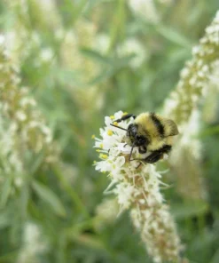 1000 White Prairie Clover Seeds - Dalea Candida Flower Seeds for Garden - Image 1