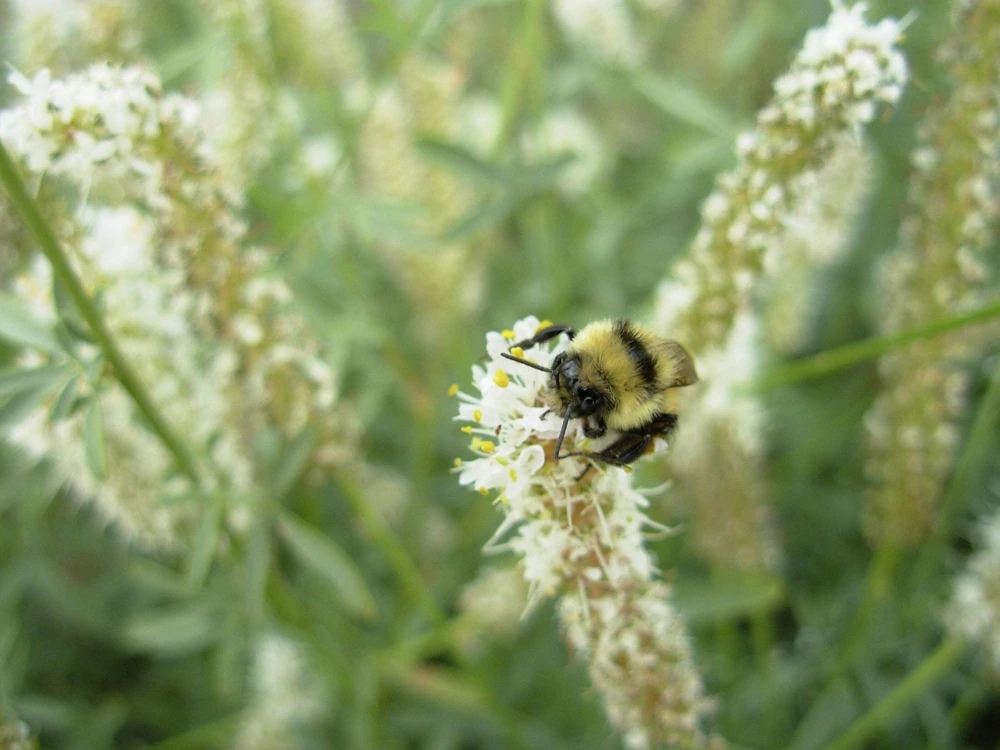 1000 White Prairie Clover Seeds - Dalea Candida Flower Seeds for Garden - Image 1