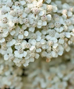 1000 White Yarrow Flower Seeds - Achillea Millefolium Perennial - Image 2