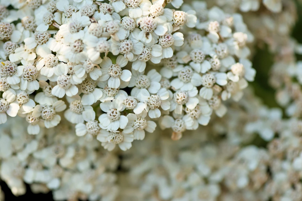1000 White Yarrow Flower Seeds - Achillea Millefolium Perennial - Image 2