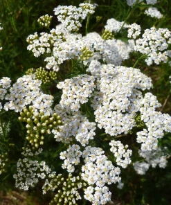 1000 White Yarrow Flower Seeds - Achillea Millefolium Perennial - Image 4