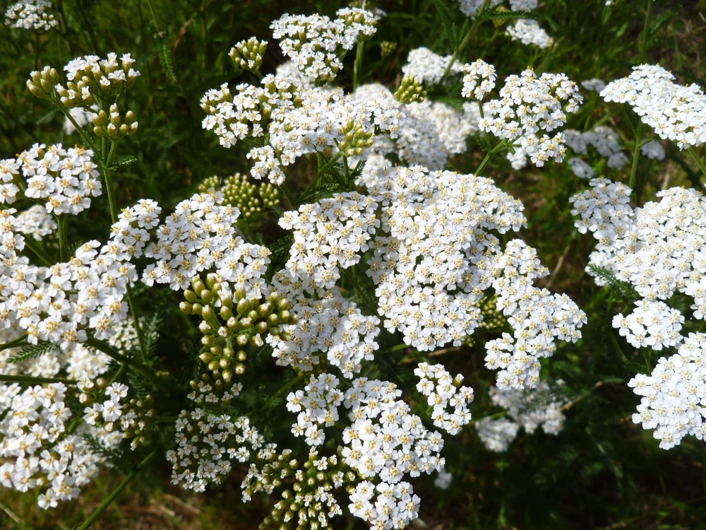 1000 White Yarrow Flower Seeds - Achillea Millefolium Perennial - Image 4