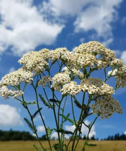 1000 White Yarrow Flower Seeds - Achillea Millefolium Perennial - Image 5