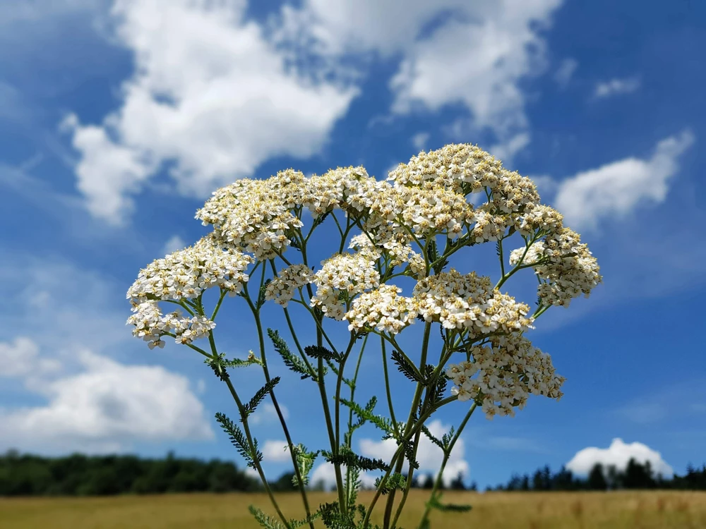 1000 White Yarrow Flower Seeds - Achillea Millefolium Perennial - Image 5