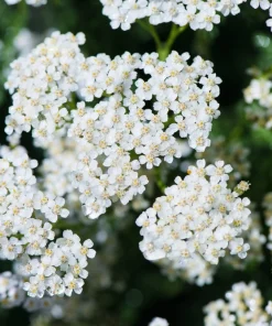1000 White Yarrow Flower Seeds - Achillea Millefolium Perennial - Image 6