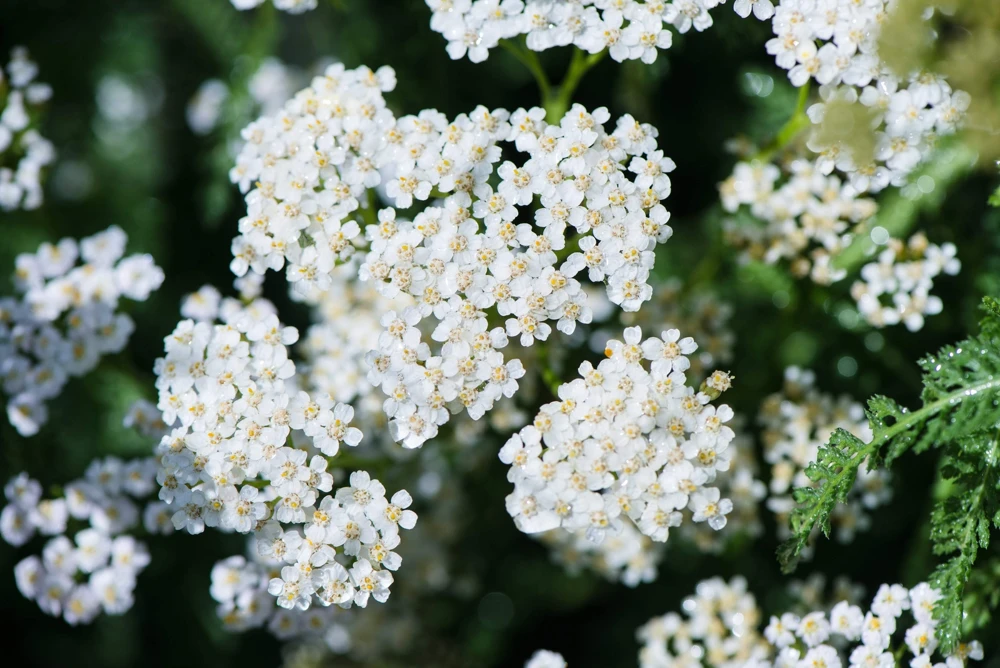 1000 White Yarrow Flower Seeds - Achillea Millefolium Perennial - Image 6