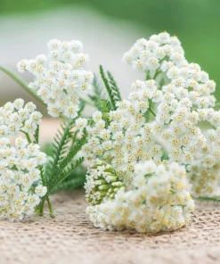 1000 White Yarrow Flower Seeds - Achillea Millefolium Perennial - Image 7