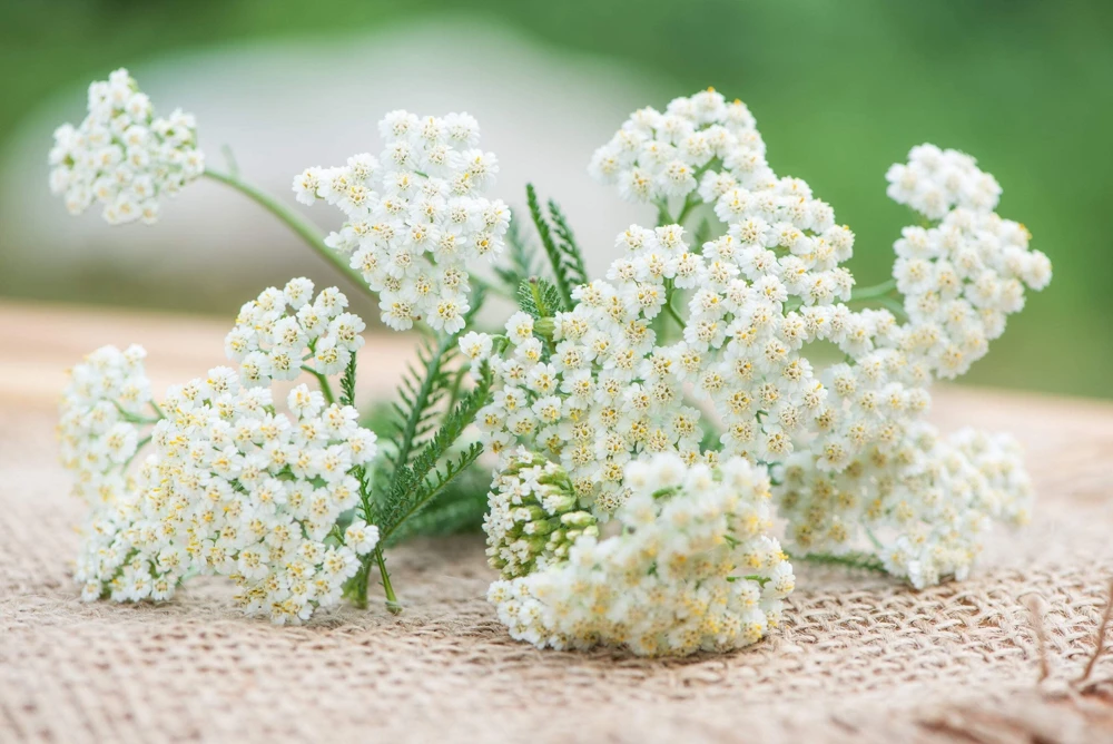 1000 White Yarrow Flower Seeds - Achillea Millefolium Perennial - Image 7