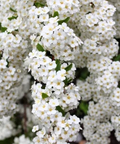 1000 White Yarrow Flower Seeds - Achillea Millefolium Perennial - Image 8