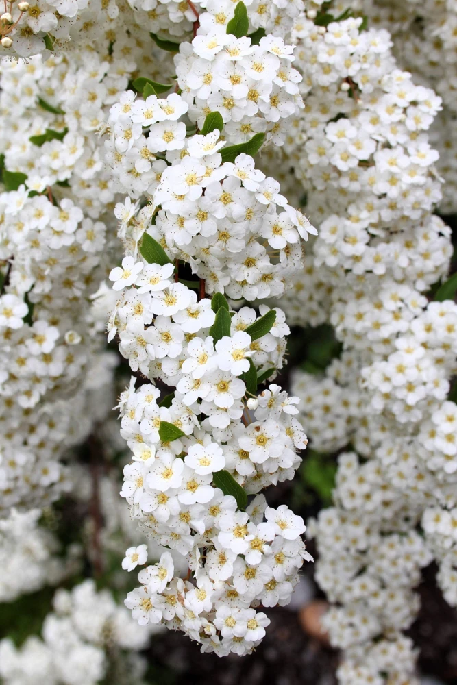 1000 White Yarrow Flower Seeds - Achillea Millefolium Perennial - Image 8