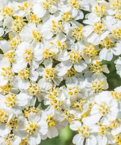 1000 White Yarrow Flower Seeds - Achillea Millefolium Perennial - Image 9