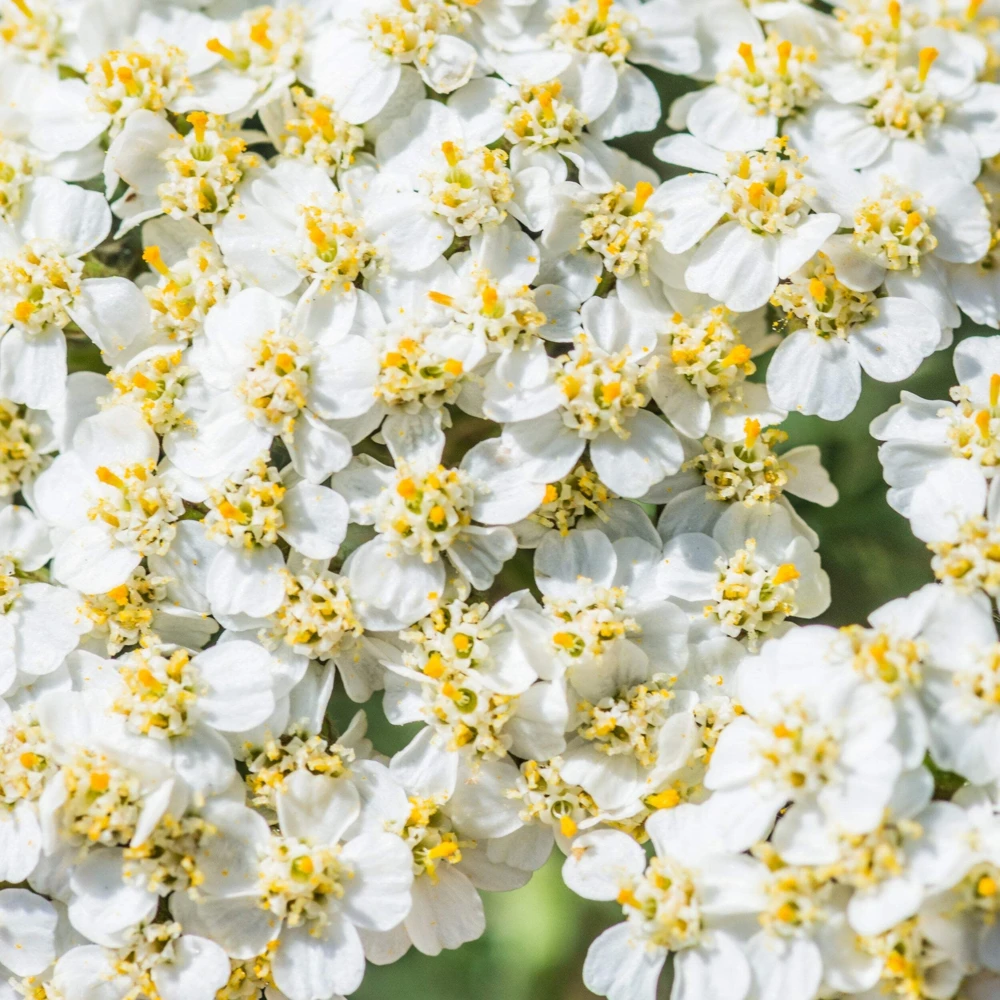 1000 White Yarrow Flower Seeds - Achillea Millefolium Perennial - Image 9