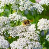 1000 White Yarrow Flower Seeds - Achillea Millefolium Perennial - Image 1