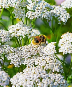 1000 White Yarrow Flower Seeds - Achillea Millefolium Perennial - Image 1