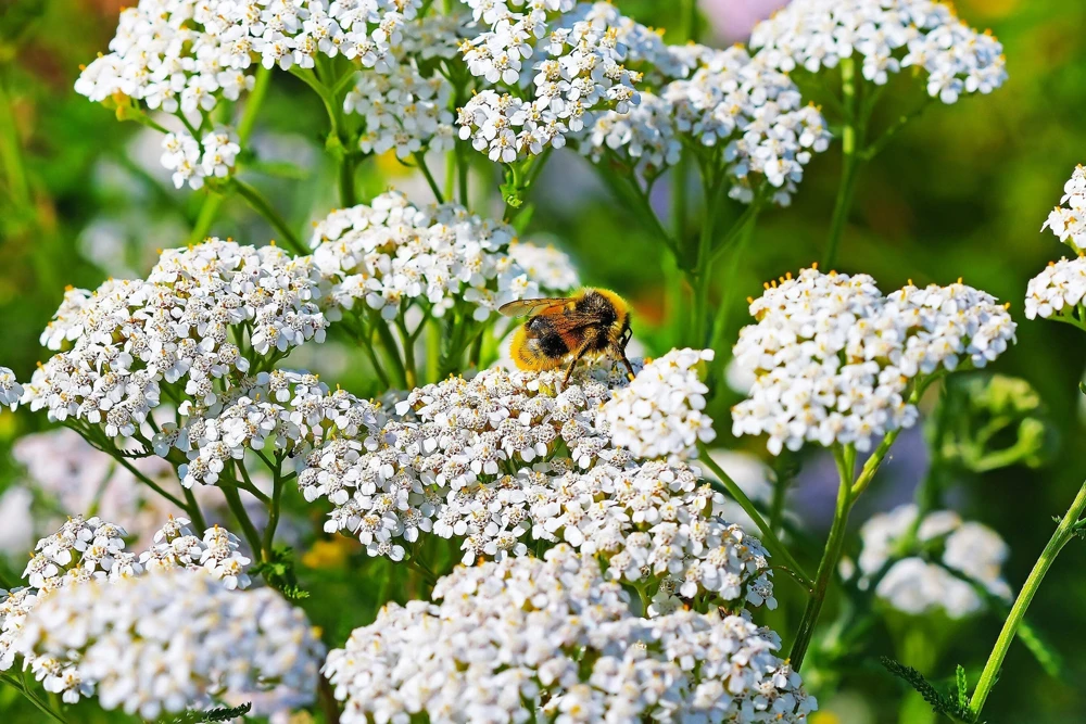 1000 White Yarrow Flower Seeds - Achillea Millefolium Perennial - Image 1