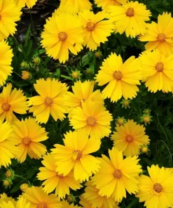 1000 Yellow Sand Coreopsis Lanceolata Seeds - Lanceleaf Tickseed Flower - Image 2
