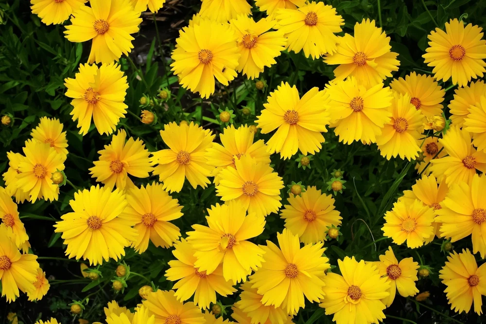 1000 Yellow Sand Coreopsis Lanceolata Seeds - Lanceleaf Tickseed Flower - Image 2