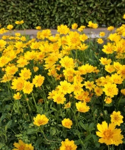 1000 Yellow Sand Coreopsis Lanceolata Seeds - Lanceleaf Tickseed Flower - Image 3
