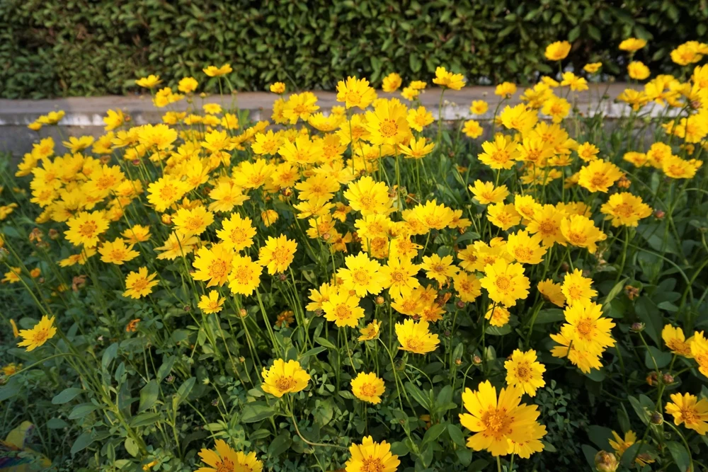 1000 Yellow Sand Coreopsis Lanceolata Seeds - Lanceleaf Tickseed Flower - Image 3