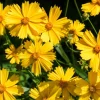 1000 Yellow Sand Coreopsis Lanceolata Seeds - Lanceleaf Tickseed Flower - Image 1