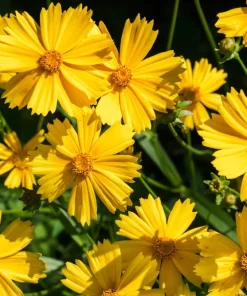1000 Yellow Sand Coreopsis Lanceolata Seeds - Lanceleaf Tickseed Flower - Image 1