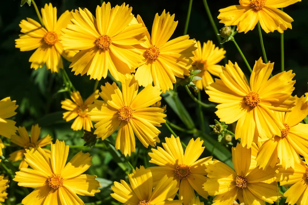 1000 Yellow Sand Coreopsis Lanceolata Seeds - Lanceleaf Tickseed Flower - Image 1