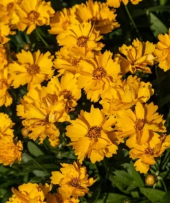 1000 Yellow Sand Coreopsis Lanceolata Seeds - Lanceleaf Tickseed Flower - Image 4