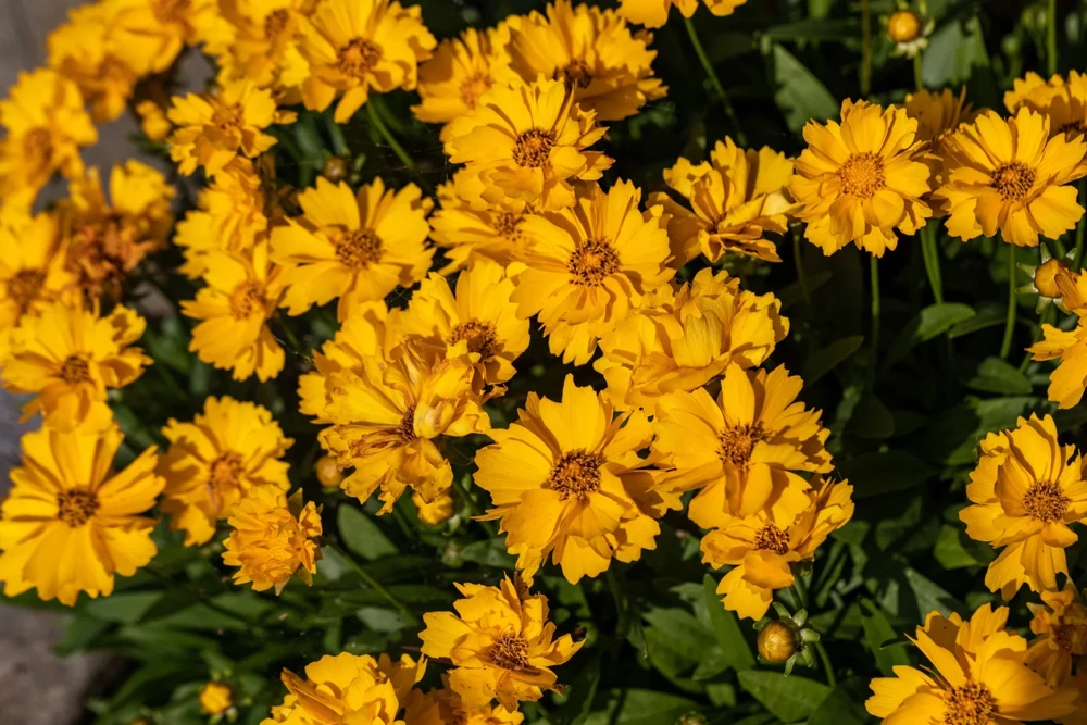 1000 Yellow Sand Coreopsis Lanceolata Seeds - Lanceleaf Tickseed Flower - Image 4