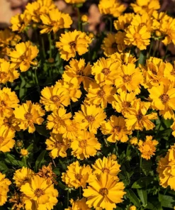 1000 Yellow Sand Coreopsis Lanceolata Seeds - Lanceleaf Tickseed Flower - Image 5