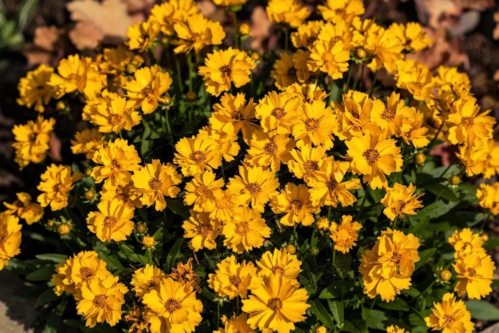 1000 Yellow Sand Coreopsis Lanceolata Seeds - Lanceleaf Tickseed Flower - Image 5