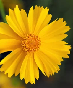 1000 Yellow Sand Coreopsis Lanceolata Seeds - Lanceleaf Tickseed Flower - Image 6