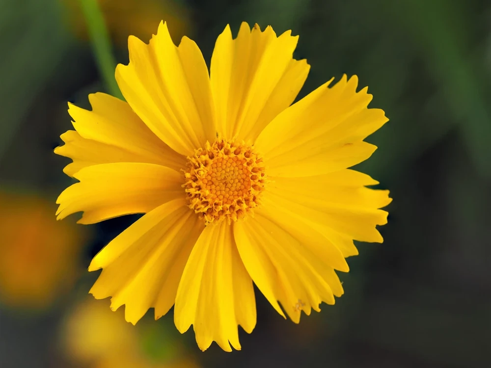 1000 Yellow Sand Coreopsis Lanceolata Seeds - Lanceleaf Tickseed Flower - Image 6