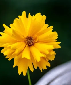 1000 Yellow Sand Coreopsis Lanceolata Seeds - Lanceleaf Tickseed Flower - Image 7