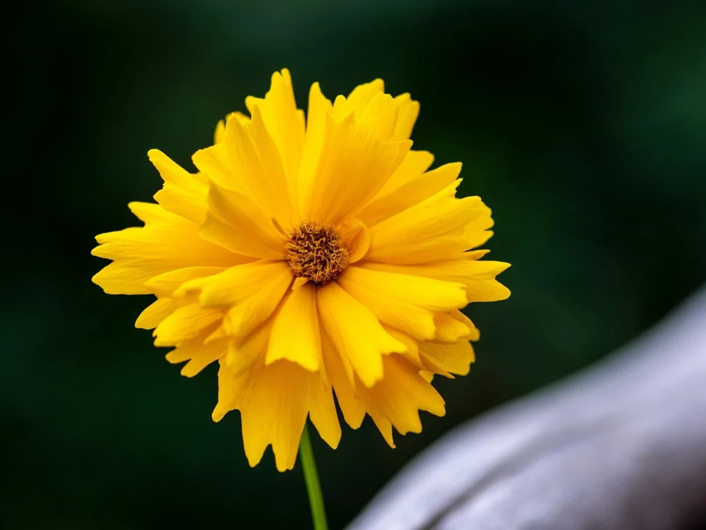 1000 Yellow Sand Coreopsis Lanceolata Seeds - Lanceleaf Tickseed Flower - Image 7