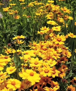 1000 Yellow Sand Coreopsis Lanceolata Seeds - Lanceleaf Tickseed Flower - Image 8