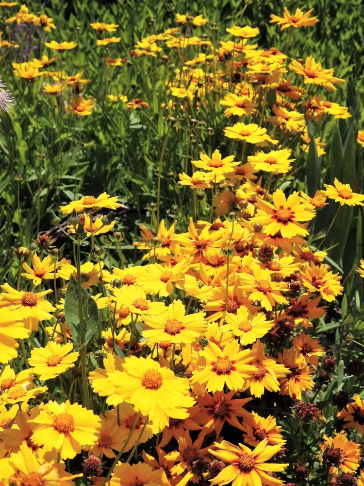 1000 Yellow Sand Coreopsis Lanceolata Seeds - Lanceleaf Tickseed Flower - Image 8