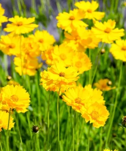 1000 Yellow Sand Coreopsis Lanceolata Seeds - Lanceleaf Tickseed Flower - Image 9