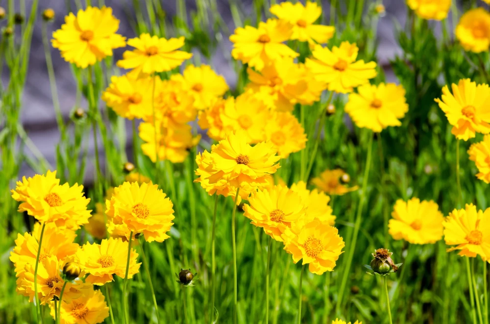 1000 Yellow Sand Coreopsis Lanceolata Seeds - Lanceleaf Tickseed Flower - Image 9