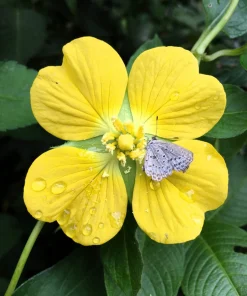 1000 Yellow Water Primrose Seeds - Ludwigia Alternifolia Flower Seeds - Image 2