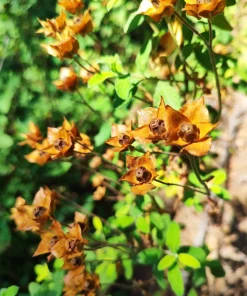 1000 Yellow Water Primrose Seeds - Ludwigia Alternifolia Flower Seeds - Image 3