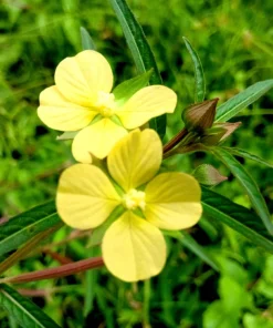 1000 Yellow Water Primrose Seeds - Ludwigia Alternifolia Flower Seeds - Image 4