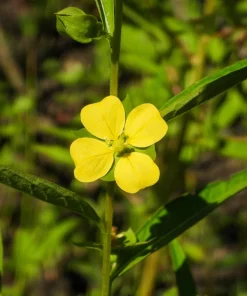 1000 Yellow Water Primrose Seeds - Ludwigia Alternifolia Flower Seeds - Image 5