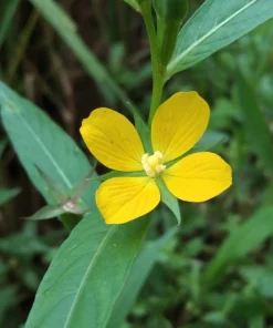 1000 Yellow Water Primrose Seeds - Ludwigia Alternifolia Flower Seeds - Image 6