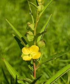 1000 Yellow Water Primrose Seeds - Ludwigia Alternifolia Flower Seeds - Image 7