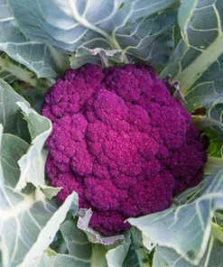 ⭐10,000 Cauliflower, De purple Cauliflower Seeds NON-GMO healthy fast grow seed⭐ - Image 3