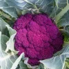 ⭐10,000 Cauliflower, De purple Cauliflower Seeds NON-GMO healthy fast grow seed⭐ - Image 1
