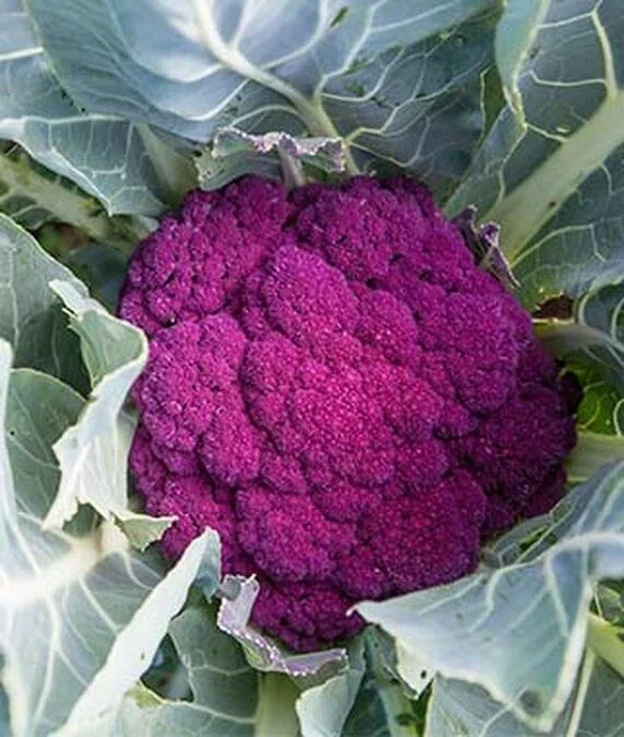 ⭐10,000 Cauliflower, De purple Cauliflower Seeds NON-GMO healthy fast grow seed⭐ - Image 1