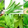 10,000+ Culantro Seeds (Recao) Non-GMO Ngo Gai Long Coriander Herb Seeds - Image 1
